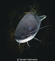 Big European Catfish says hello. by Sander Rietmeijer 